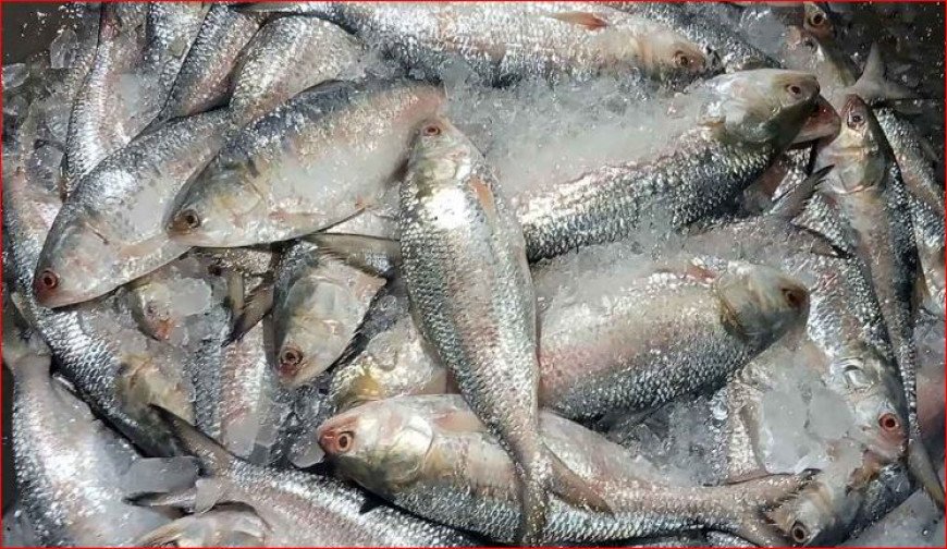Shornolata